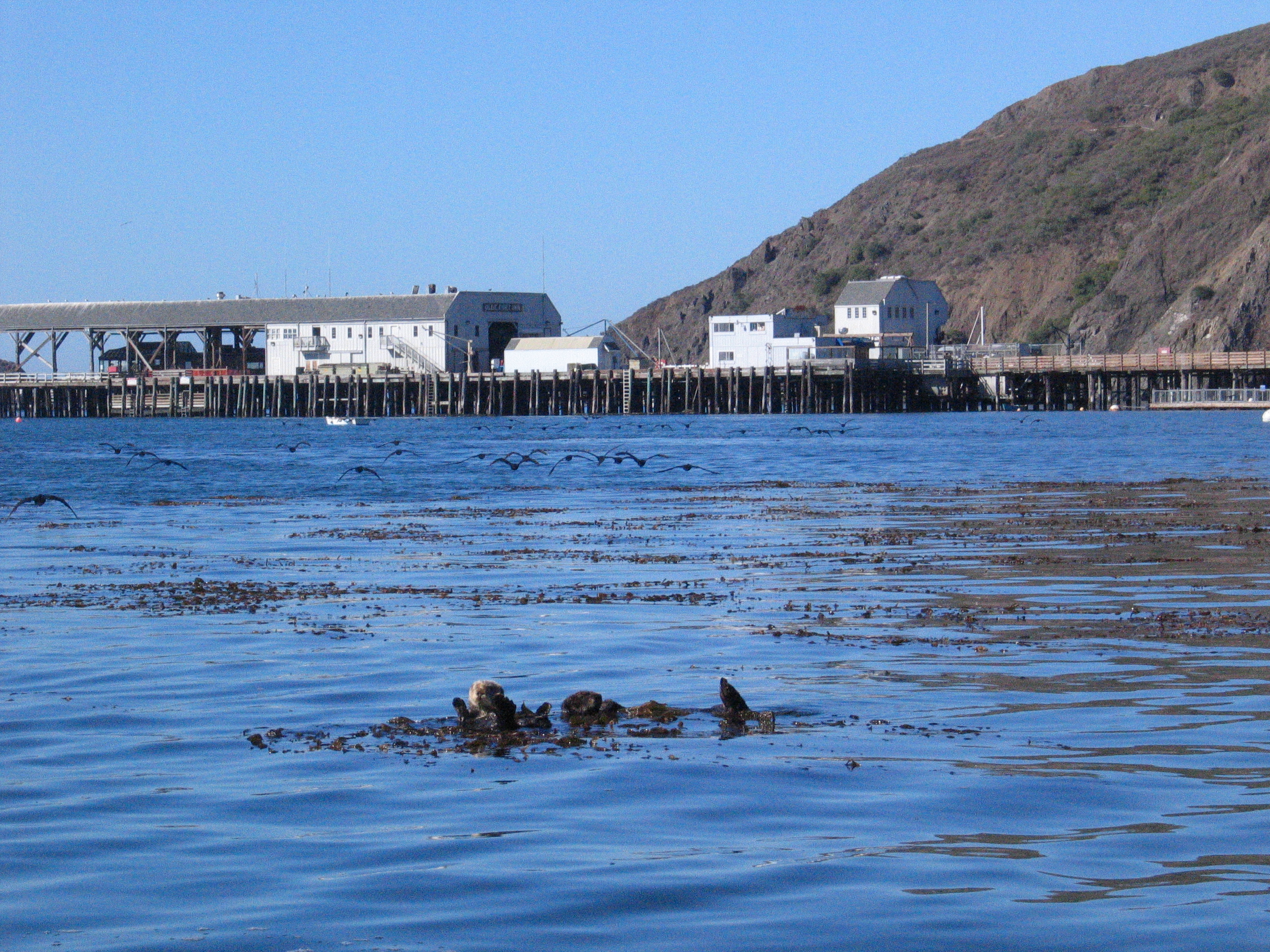Otters at Port San Luis