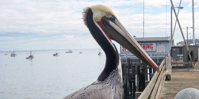 Pelican on the Harford Pier